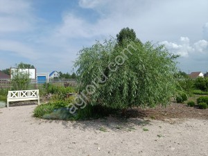 Производство саженцев с закрытой корневой системой