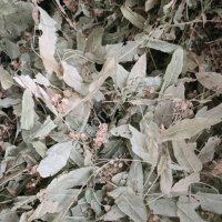 Липовый цвет