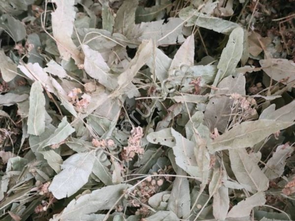 Липовый цвет