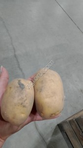Картофель в статусе Органика