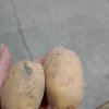 Картофель в статусе Органика