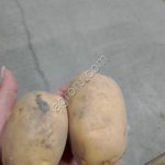 Картофель в статусе Органика