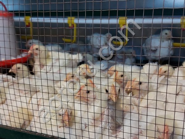 Модульные фермы для откорма цыплят-бройлеров