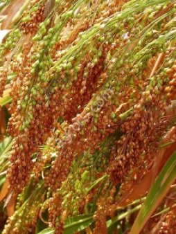 просо красное