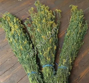 Зверобой душица