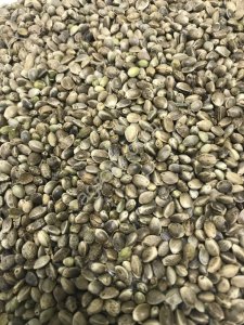 Конопля техническая