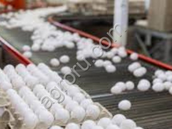 Яйцо куриное