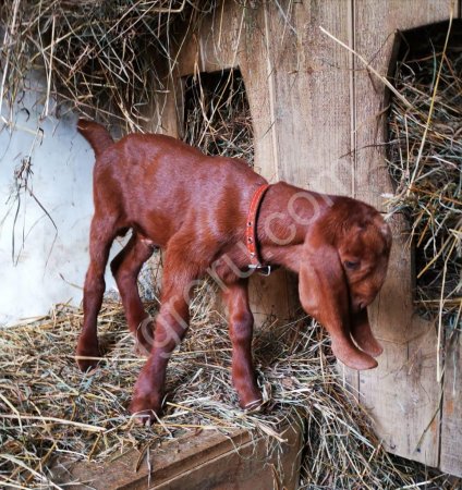 нубийские камори козлики