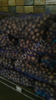 Картофель продовольственный 5+ сорт Гала