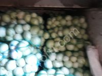 Капуста белокочанная