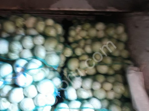 Капуста белокочанная