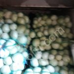 Капуста белокочанная