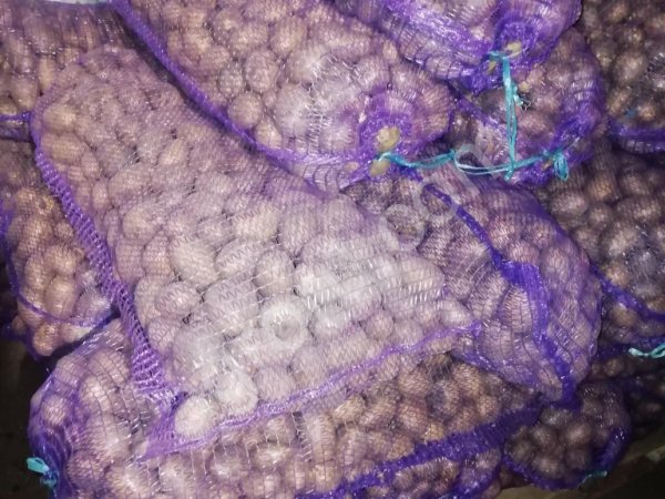 семенной картофель