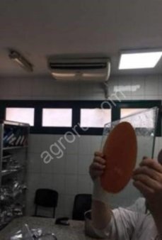 Паста томатная производство Египет с массовой долей сухих веществ 36-38% Brix  Отсутствуют: крахмал,