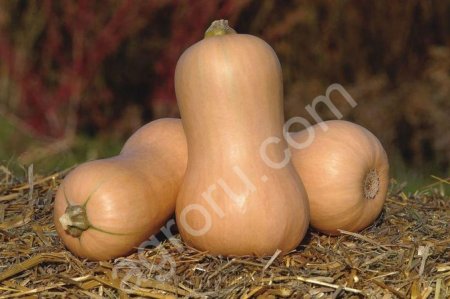 Тыква Матильда