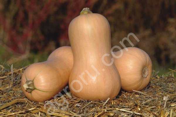 Тыква Матильда