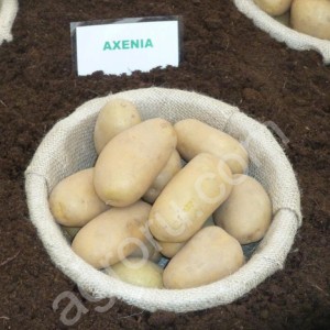 Семенной картофель Аксения