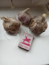 Чеснок.