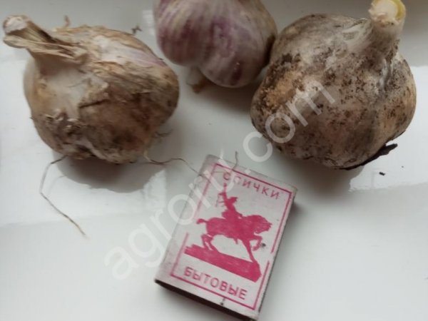 Чеснок.