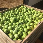 СВЕЖИЕ ЯБЛОКИ