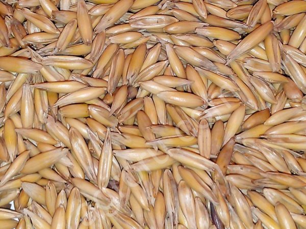 Ячмень фуражный