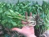 Рассада Альстромерии