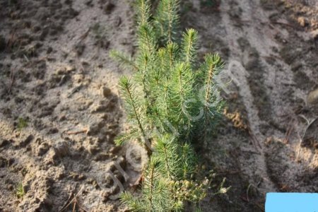Сеянцы сосны и ели, семена