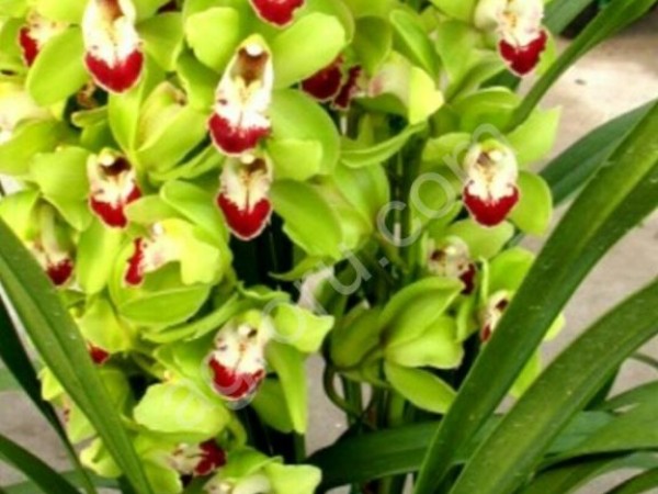Орхидеи Цимбидиумы