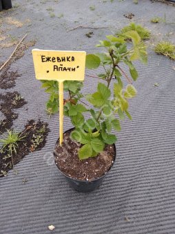 Саженцы Ежевики