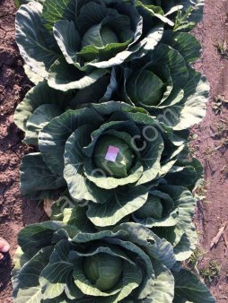 Капуста Оптом