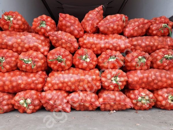 Лук сорт Боcко