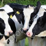 Нетели племенные Черно-пестрая