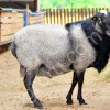 Племенные Бараны и овцы Романовской породы