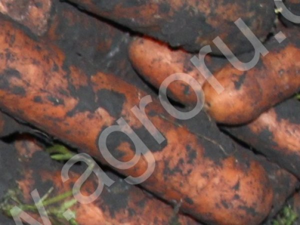 картофель , свекла , морковь