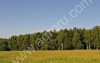 земля 31га