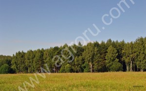 земля 31га