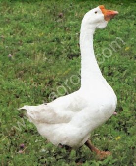 Гусята Линдовской породы