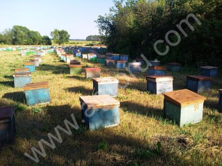 Мед оптом. Новый урожай