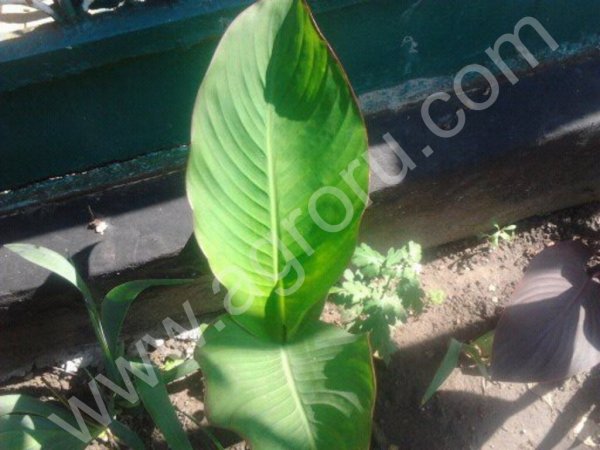 многолетние цветы