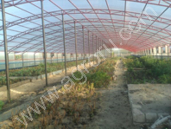 теплицы промышленные