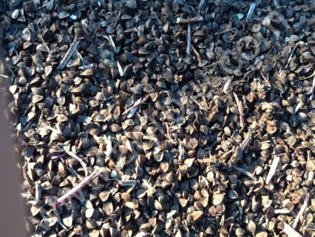 Гречиха (семена)