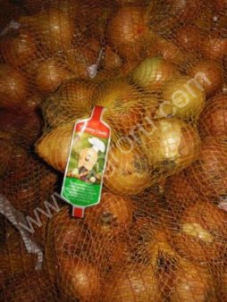 Лук репчатый