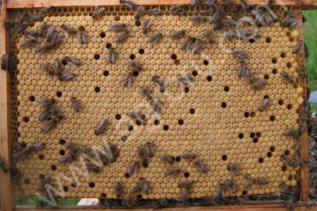 Пчелосемьи карпатской породы