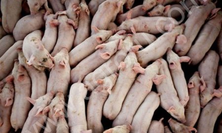 Поросята Ландрас