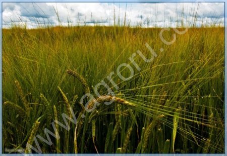 Озимая рожь Пуховчанка ЭС