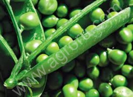 Горошек зеленый