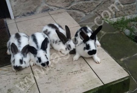 Кролики породы бабочка