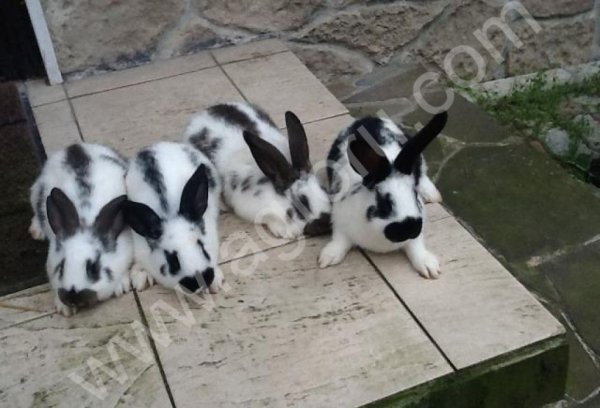 Кролики породы бабочка