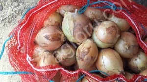 Свежй репчатый лук