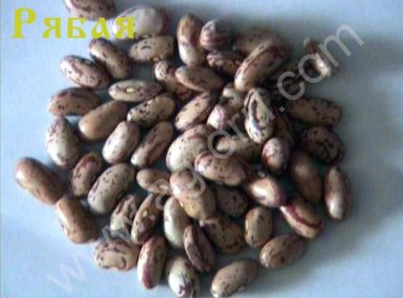 Фасоль оптом